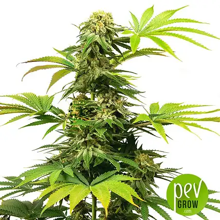 Black Harlequin - Sensi Seeds