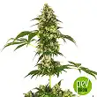 Cobalt Haze - Sensi Seeds