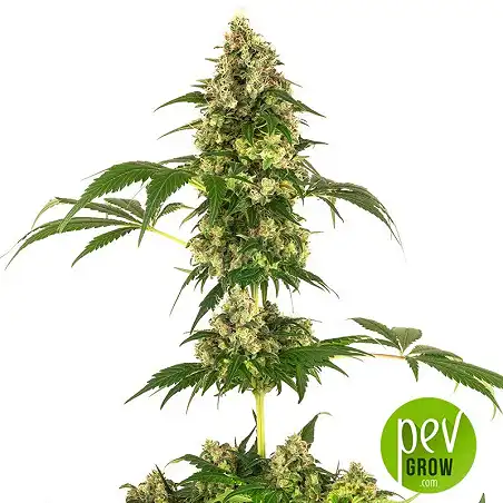 Cobalt Haze - Sensi Seeds