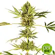 Himalayan CBD - Sensi Seeds