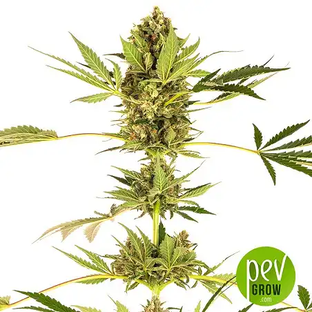 Himalayan CBD - Sensi Seeds