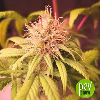 Red Cross CBD - Medical Seeds