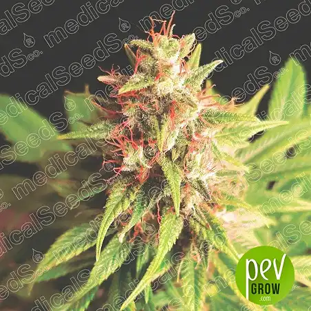Red Cross CBD plante - Medical Seeds