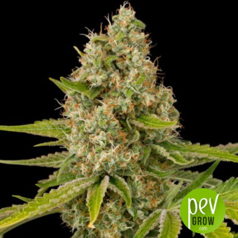 Elixir Vitae CBD