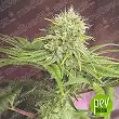 Elixir Vitae CBD plant - Medical Seeds