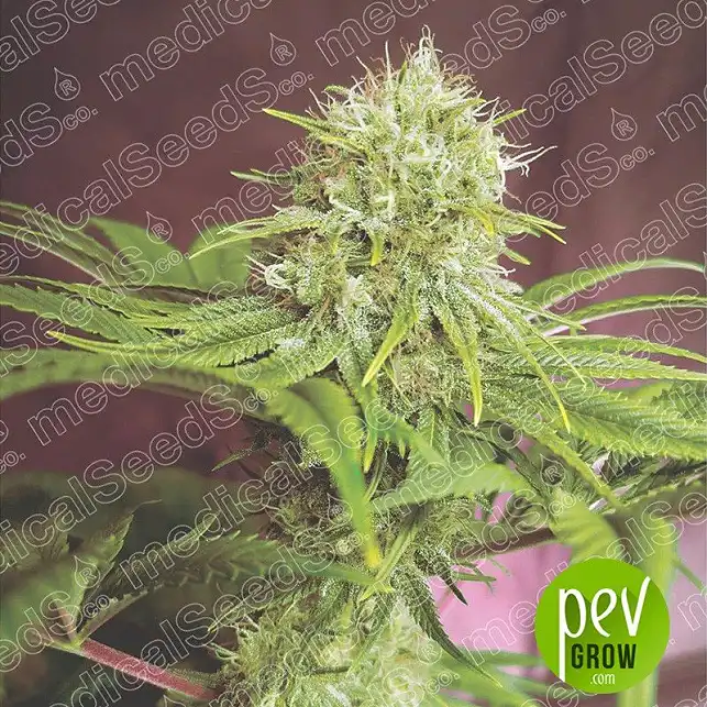 Elixir Vitae CBD pflanze - Medical Seeds