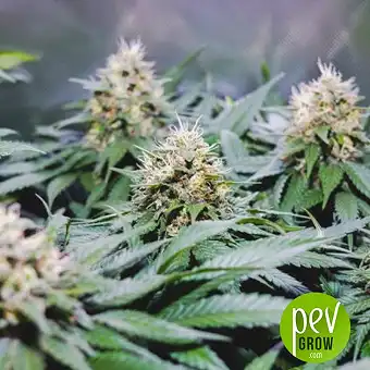 Recovery CBD - Medical Seeds