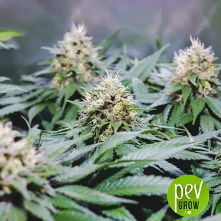 Recovery CBD - Medical Seeds