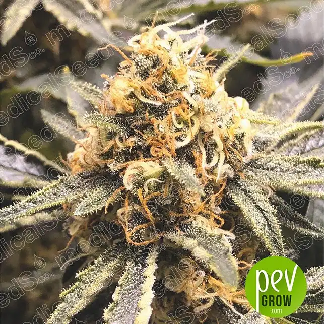 Recovery CBD plant - Medical Seeds