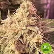Banana Zkittlez - Medical Seeds