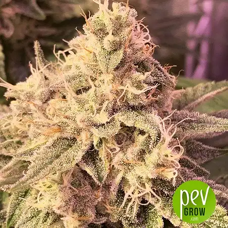 Banana Zkittlez - Medical Seeds