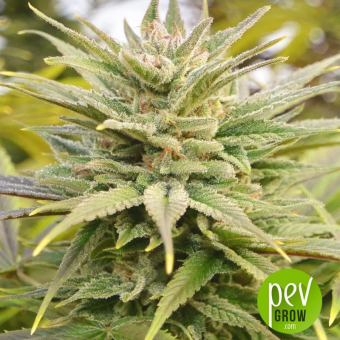 Y Griega CBD 2.0