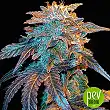 Auto Gelato - Female Seeds