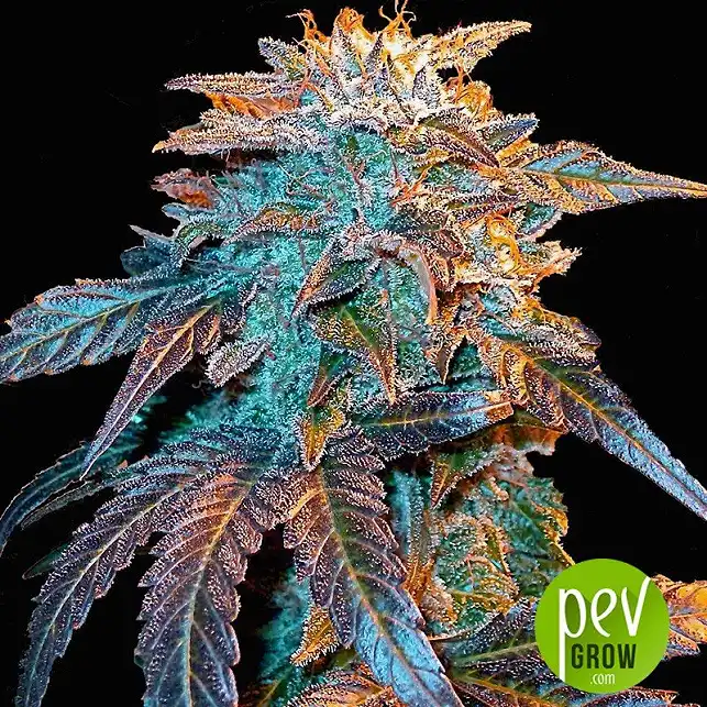 Auto Gelato - Female Seeds