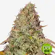 Auto Gelato - Female Seeds