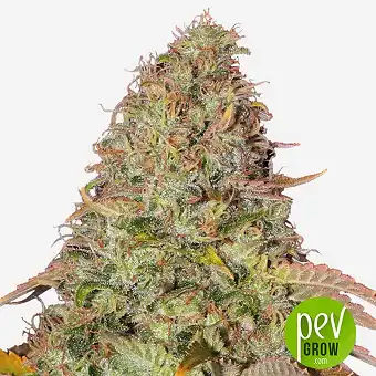 Auto Gelato - Female Seeds