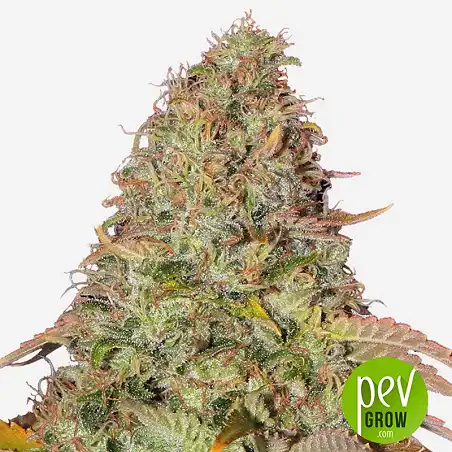 Auto Gelato - Female Seeds