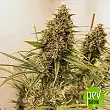 Guawi - Ace Seeds