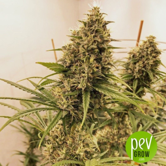 Guawi - Ace Seeds