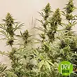 Guawi plant - Ace Seeds