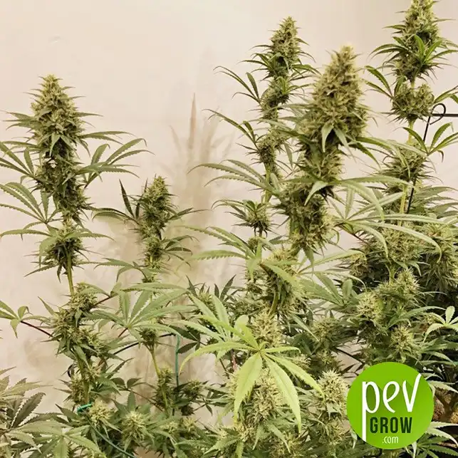 Guawi plante - Ace Seeds
