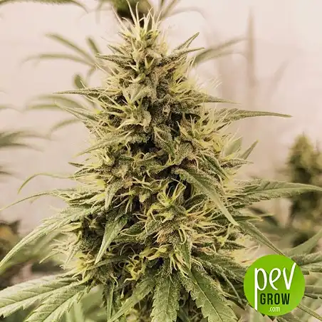 Guawi cannabis - Ace Seeds