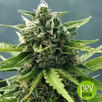 Auto Zamaldelica - Ace Seeds