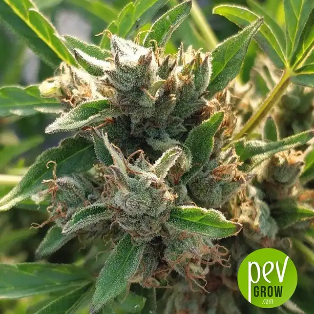 Auto Zamaldelica planta - Ace Seeds