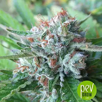 Bellini - The Cali Connection