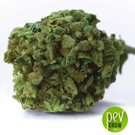 Winning Cake bud - Bulk Seed Bank