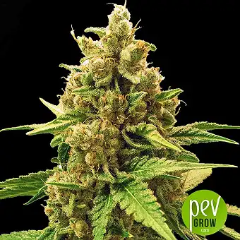 Winning Cake - Bulk Seed Bank