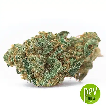 Zkittly Zi Zi bud - Bulk Seed Bank