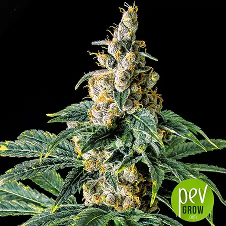 Zkittly Zi Zi - Bulk Seed Bank