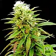 Auto Zkittly Zi Zi - Bulk Seed Bank