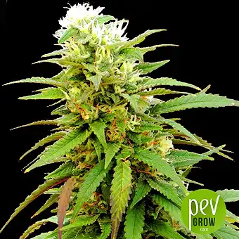 Auto Zkittly Zi Zi - Bulk Seed Bank