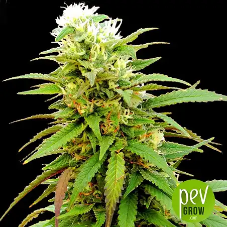 Auto Zkittly Zi Zi - Bulk Seed Bank