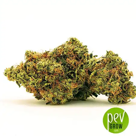 Auto Zkittly Zi Zi bud - Bulk Seed Bank