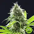 Original Auto AK - Fast Buds - FastBuds