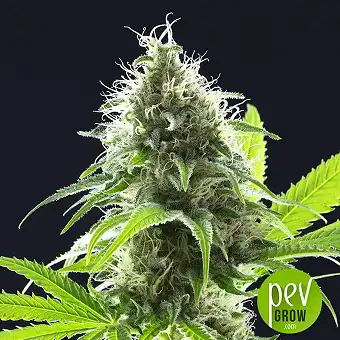 Original Auto AK - Fast Buds - FastBuds