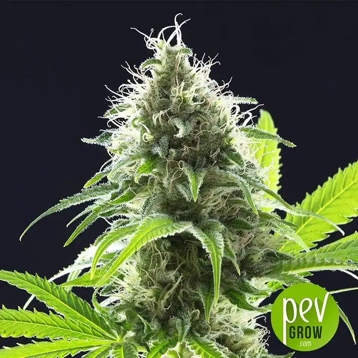 Original Auto AK - Fast Buds - FastBuds