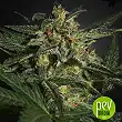 Original Auto White Widow plant - Fast Buds - FastBuds