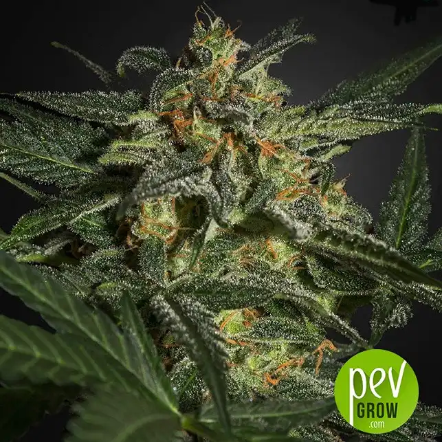 Original Auto White Widow plant - Fast Buds - FastBuds