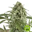 Original Auto White Widow - Fast Buds - FastBuds