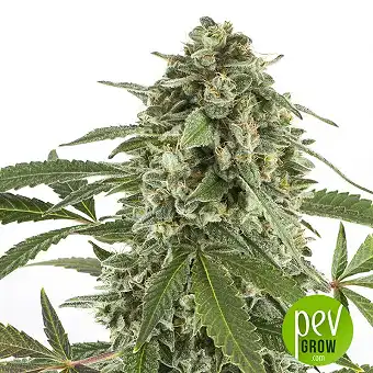 Original Auto White Widow - Fast Buds - FastBuds