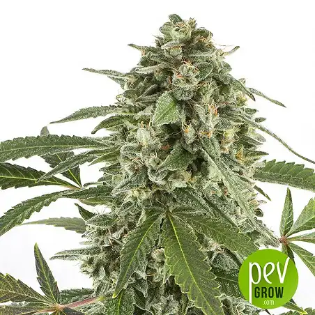 Original Auto White Widow - Fast Buds - FastBuds