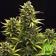 Original Auto Amnesia Haze - Fast Buds - FastBuds