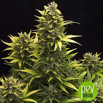 Original Auto Amnesia Haze - Fast Buds - FastBuds