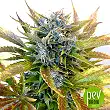 Original Auto Bubblegum - Fast Buds - FastBuds