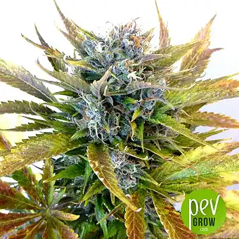 Original Auto Bubblegum - Fast Buds - FastBuds