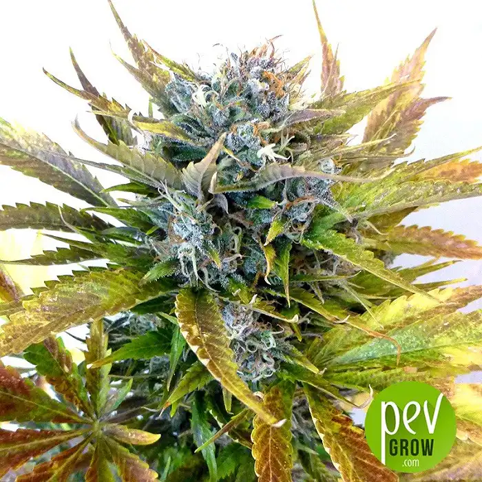 Original Auto Bubblegum - Fast Buds - FastBuds